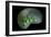 Conceptual Image of Chloroplast-null-Framed Art Print