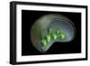 Conceptual Image of Chloroplast-null-Framed Art Print