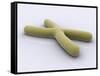 Conceptual Image of Chromosome-null-Framed Stretched Canvas