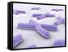 Conceptual Image of Chromosome-null-Framed Stretched Canvas