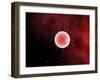 Conceptual Image of Common Fertilization-Stocktrek Images-Framed Photographic Print