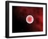 Conceptual Image of Common Fertilization-Stocktrek Images-Framed Photographic Print