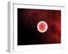 Conceptual Image of Common Fertilization-Stocktrek Images-Framed Photographic Print