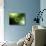 Conceptual Image of Common Virus-Stocktrek Images-Stretched Canvas displayed on a wall