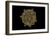 Conceptual Image of Coxsackievirus-null-Framed Premium Giclee Print