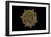 Conceptual Image of Coxsackievirus-null-Framed Premium Giclee Print