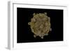 Conceptual Image of Coxsackievirus-null-Framed Premium Giclee Print