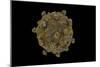 Conceptual Image of Coxsackievirus-null-Mounted Premium Giclee Print