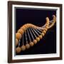 Conceptual Image of Dna-null-Framed Art Print