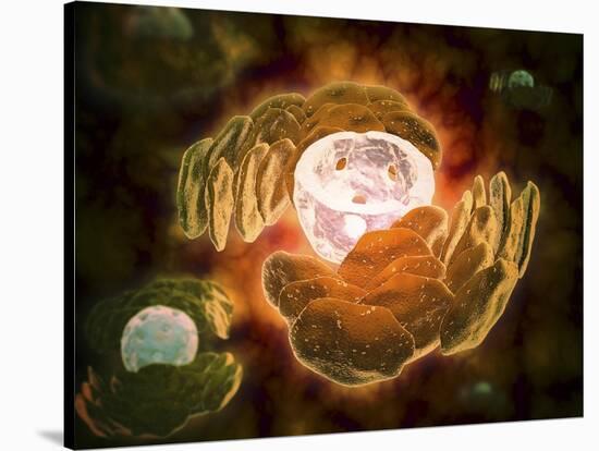 Conceptual Image of Endoplasmic Reticulum around a Cell Nucleus-null-Stretched Canvas