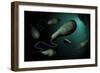 Conceptual Image of Euglena-null-Framed Premium Giclee Print