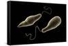 Conceptual Image of Euglena-null-Framed Stretched Canvas