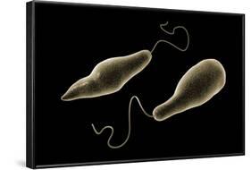 Conceptual Image of Euglena-null-Framed Art Print