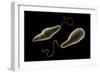 Conceptual Image of Euglena-null-Framed Art Print