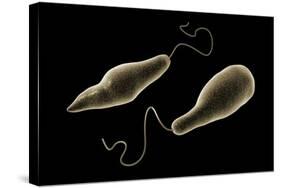 Conceptual Image of Euglena-null-Stretched Canvas