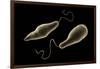 Conceptual Image of Euglena-null-Framed Art Print