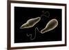 Conceptual Image of Euglena-null-Framed Art Print