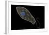 Conceptual Image of Euglena-null-Framed Art Print