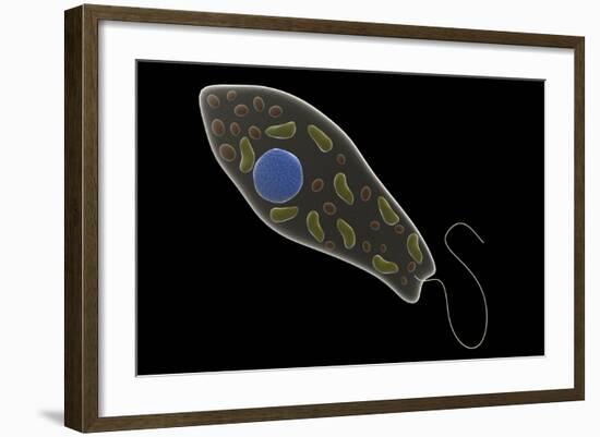 Conceptual Image of Euglena-null-Framed Art Print