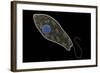 Conceptual Image of Euglena-null-Framed Art Print