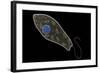 Conceptual Image of Euglena-null-Framed Art Print