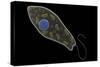 Conceptual Image of Euglena-null-Stretched Canvas