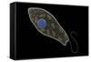 Conceptual Image of Euglena-null-Framed Stretched Canvas