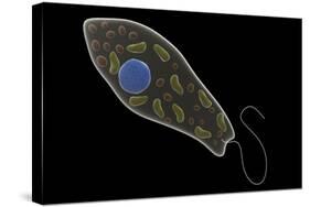 Conceptual Image of Euglena-null-Stretched Canvas