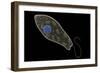 Conceptual Image of Euglena-null-Framed Art Print