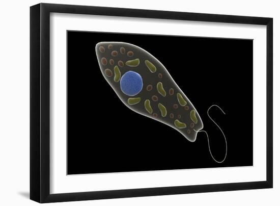 Conceptual Image of Euglena-null-Framed Art Print