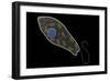 Conceptual Image of Euglena-null-Framed Art Print