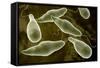 Conceptual Image of Euglena-null-Framed Stretched Canvas