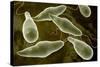 Conceptual Image of Euglena-null-Stretched Canvas