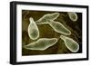 Conceptual Image of Euglena-null-Framed Art Print