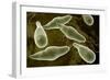 Conceptual Image of Euglena-null-Framed Art Print