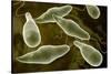 Conceptual Image of Euglena-null-Stretched Canvas