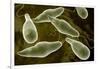 Conceptual Image of Euglena-null-Framed Art Print