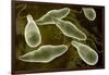 Conceptual Image of Euglena-null-Framed Art Print