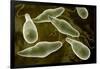 Conceptual Image of Euglena-null-Framed Art Print