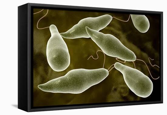 Conceptual Image of Euglena-null-Framed Stretched Canvas