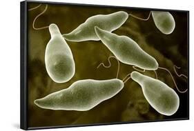 Conceptual Image of Euglena-null-Framed Art Print