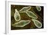 Conceptual Image of Euglena-null-Framed Art Print