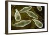Conceptual Image of Euglena-null-Framed Art Print