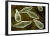 Conceptual Image of Euglena-null-Framed Art Print