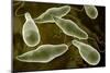 Conceptual Image of Euglena-null-Mounted Premium Giclee Print