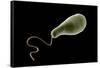 Conceptual Image of Euglena-null-Framed Stretched Canvas