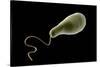 Conceptual Image of Euglena-null-Stretched Canvas