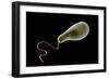 Conceptual Image of Euglena-null-Framed Art Print