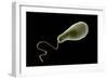 Conceptual Image of Euglena-null-Framed Art Print