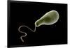 Conceptual Image of Euglena-null-Framed Art Print